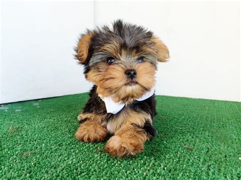 yorkshire terrier for sale san diego